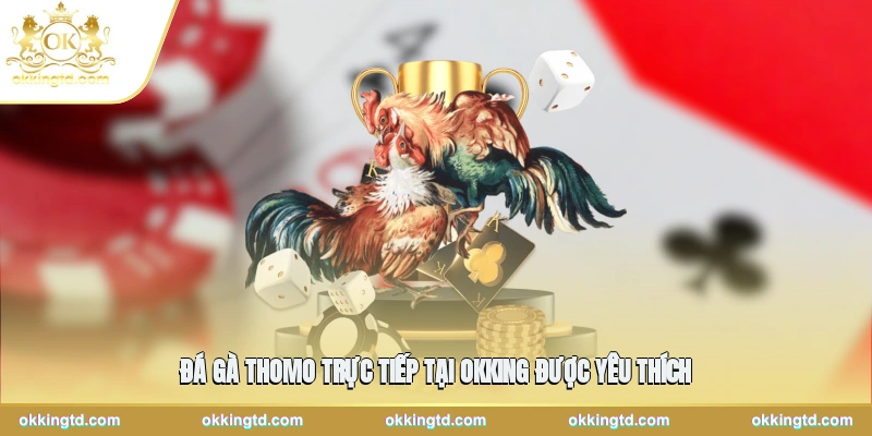 Đá gà Thomo trực tiếp tại OKKING được yêu thích