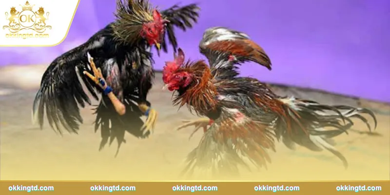 Đá gà trực tiếp – Giải trí kịch tính, cược siêu nhanh