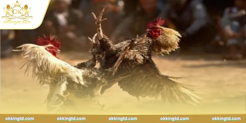 Theo dõi đá gà HD – Cơ hội thắng lớn mỗi ngày