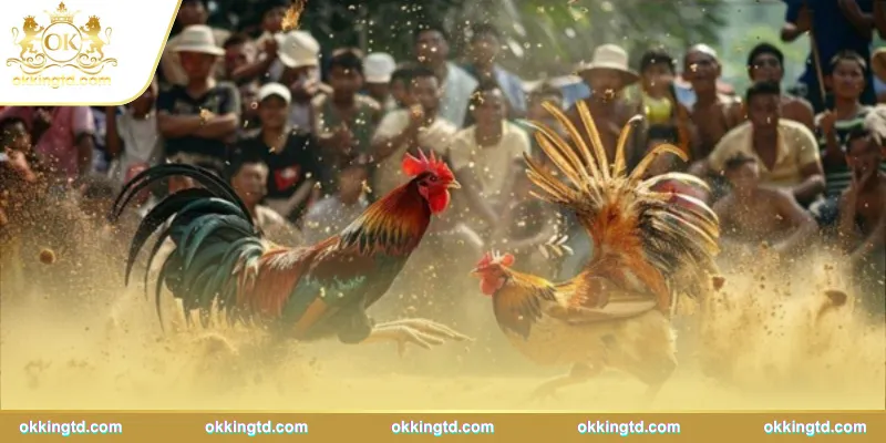 Trải nghiệm trận gà đỉnh cao ngay trên thiết bị cá nhân