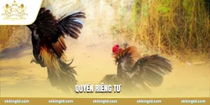 Xu hướng đá gà trực tiếp